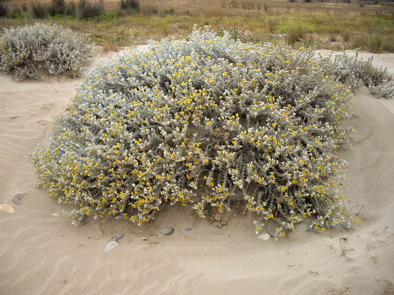 Otanthus maritimus photo